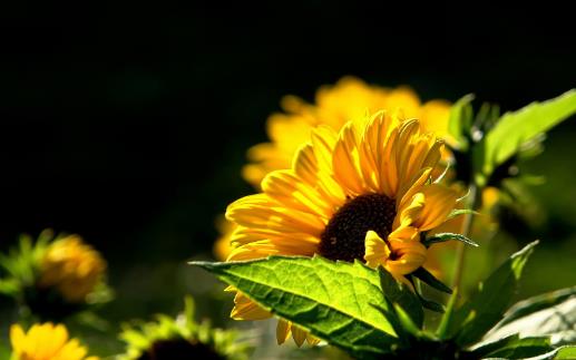 向日葵什么時候凋謝 向日葵凋謝時間