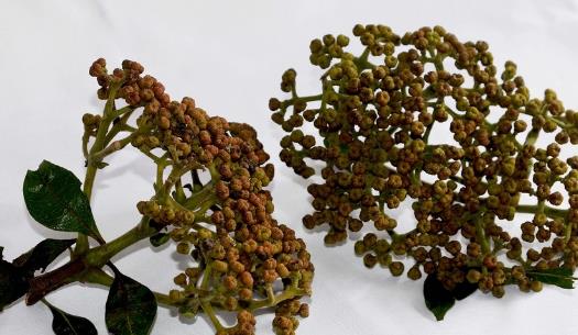 吳茱萸什么時候采摘 吳茱萸采摘時間