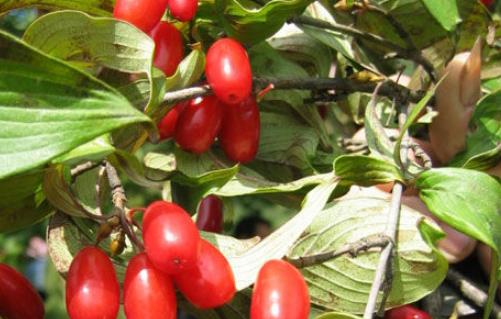 吳茱萸什么時候采摘 吳茱萸采摘時間