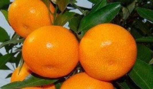 黃巖蜜桔什么時(shí)候成熟 黃巖蜜桔什么時(shí)候上市