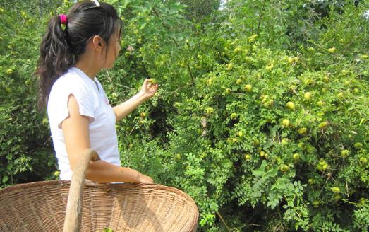 刺梨什么時候成熟 刺梨成熟季節(jié)