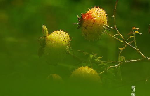 刺梨什么時候成熟 刺梨成熟季節(jié)