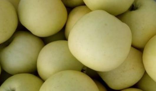 黃元帥蘋果什么時候摘 黃元帥蘋果的成熟期