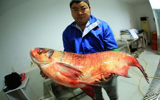 鰱鳙什么時候好釣 最佳釣鰱鳙時間