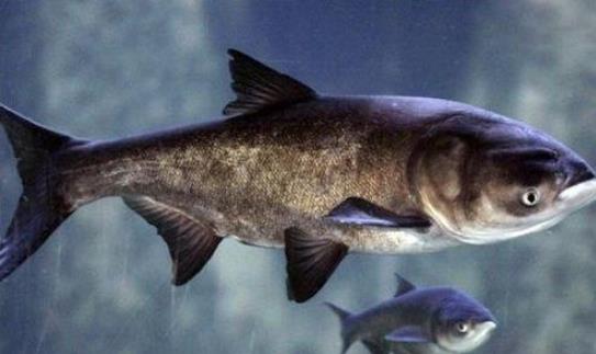 鰱鳙什么時候好釣 最佳釣鰱鳙時間