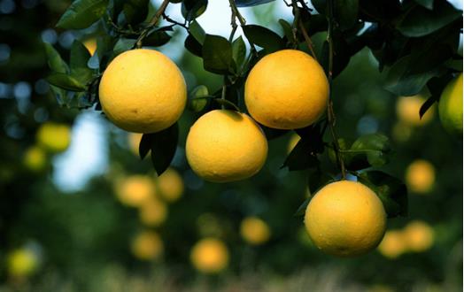 胡柚什么時候成熟 胡柚成熟季節(jié)