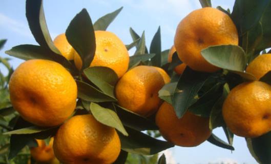 涌泉蜜桔什么時(shí)候上市 涌泉蜜桔什么時(shí)候成熟