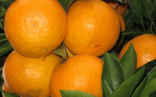 涌泉蜜桔什么時(shí)候上市 涌泉蜜桔什么時(shí)候成熟