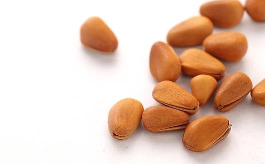 松子什么時候成熟 松子成熟時間