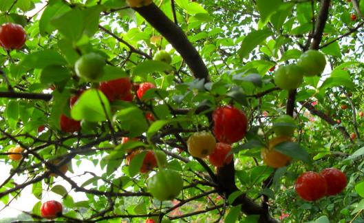 燈籠果什么時候種植 燈籠果種植時間