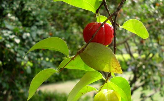 燈籠果什么時候種植 燈籠果種植時間
