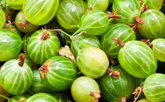 燈籠果什么時候種植 燈籠果種植時間