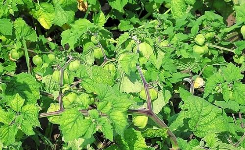 黃姑娘什么時候播種 黃姑娘播種時間