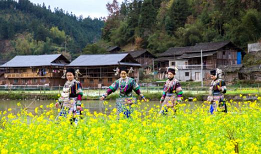 黃姑娘什么時候播種 黃姑娘播種時間