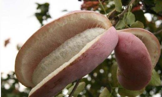 八月炸什么時候成熟 八月炸成熟季節