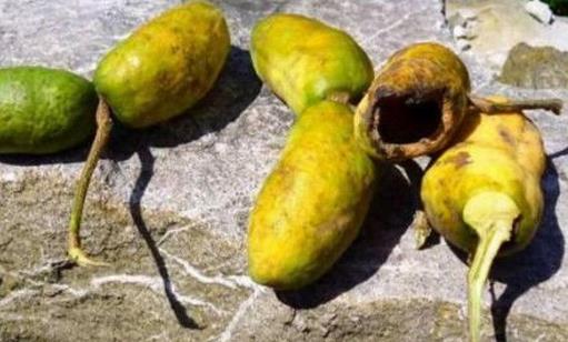 牛卵坨什么時候成熟 牛卵坨成熟季節(jié)