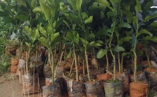 三紅蜜柚什么時候種植?三紅蜜柚什么時候成熟