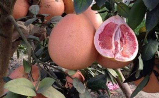 三紅蜜柚什么時候種植?三紅蜜柚什么時候成熟