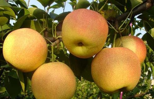 王林蘋果什么時候成熟 王林蘋果成熟季節