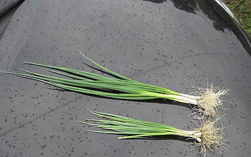 大蔥什么時候種植?大蔥什么時候上市