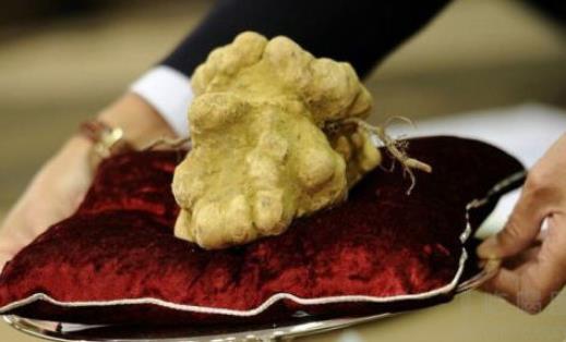 松露什么時(shí)候采摘 松露采摘時(shí)間