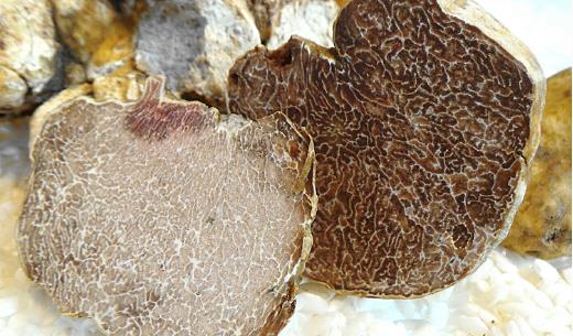 松露什么時(shí)候采摘 松露采摘時(shí)間