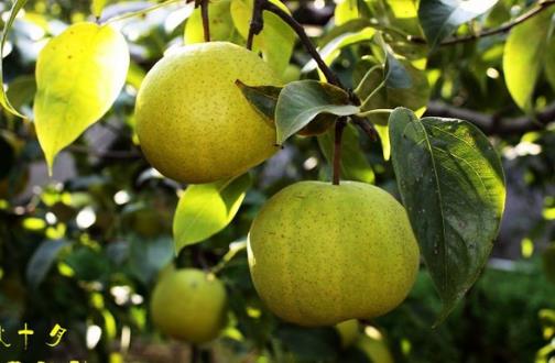 萊陽梨什么時候成熟 萊陽梨成熟季節