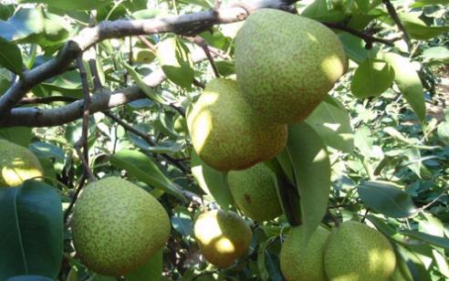 萊陽梨什么時候成熟 萊陽梨成熟季節