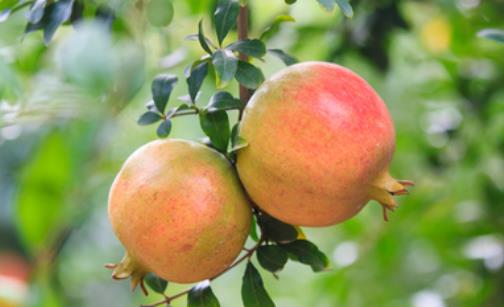 河陰石榴什么時候成熟 河陰石榴成熟季節(jié)