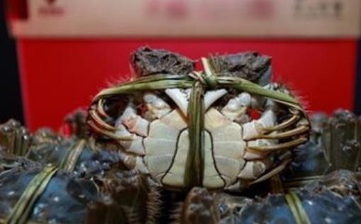 紅印蟹什么時(shí)候上市 紅印蟹上市時(shí)間