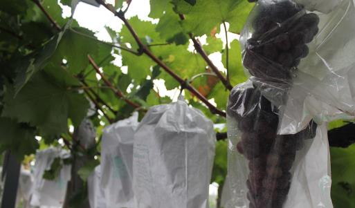 戶太八號什么時候成熟?戶太八號幾月份成熟