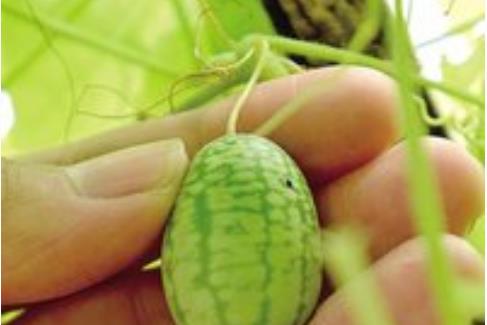 拇指西瓜什么時候上市?拇指西瓜成熟季節