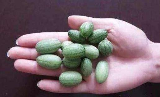 拇指西瓜什么時候上市?拇指西瓜成熟季節