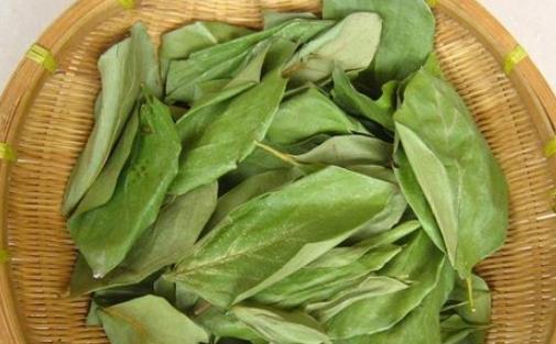 柿子葉什么時候采最好 柿子葉采摘時間