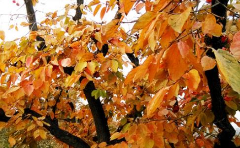 柿子葉什么時候采最好 柿子葉采摘時間