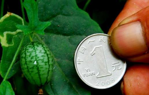 拇指西瓜什么時候種植最好 拇指西瓜種植季節(jié)