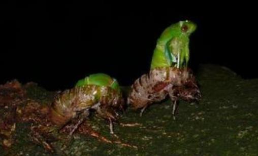 金蟬什么時(shí)候最多?金蟬什么時(shí)候沒有