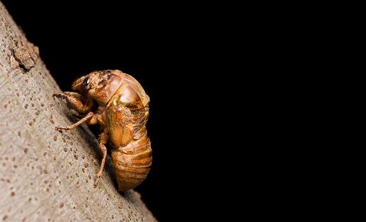 金蟬什么時(shí)候最多?金蟬什么時(shí)候沒有