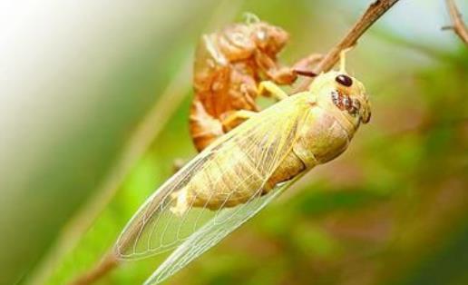 金蟬什么時候脫殼 金蟬脫殼時間