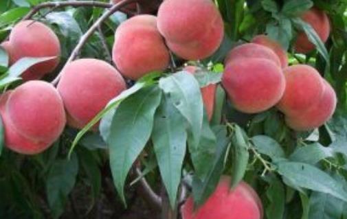 突圍桃什么時候成熟?突圍桃幾月份成熟