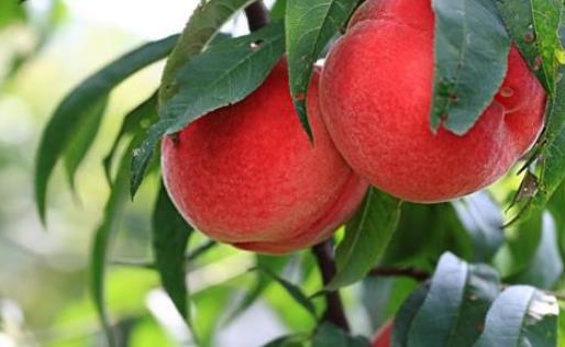 中華血桃什么時候成熟 中華血桃成熟季節(jié)