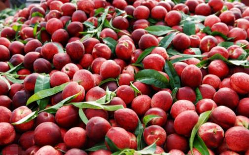 中華血桃什么時候成熟 中華血桃成熟季節(jié)