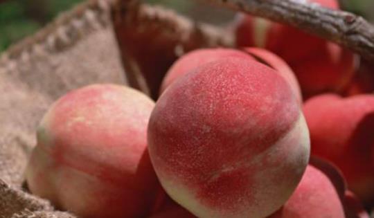 久保桃什么時候成熟 久保桃成熟季節(jié)