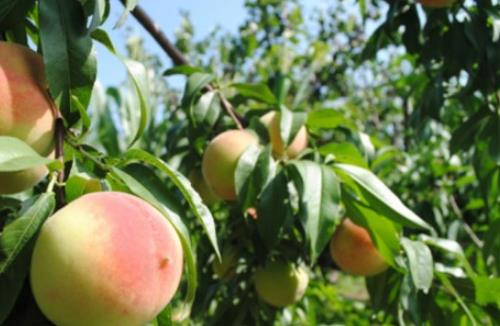 久保桃什么時候成熟 久保桃成熟季節(jié)