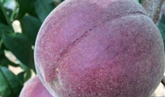 黑桃水果什么時(shí)候吃最好?黑桃水果什么時(shí)候成熟