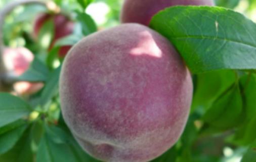 黑桃水果什么時(shí)候吃最好?黑桃水果什么時(shí)候成熟