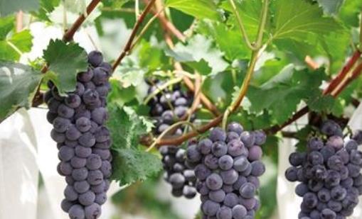 戶太八號葡萄什么時候套袋 戶太八號葡萄套袋時間