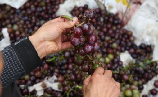 戶太八號葡萄什么時候套袋 戶太八號葡萄套袋時間