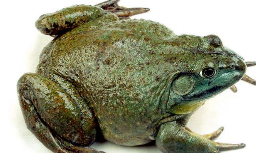 牛蛙什么時候最好吃肉最多?牛蛙幾月份的最好吃?