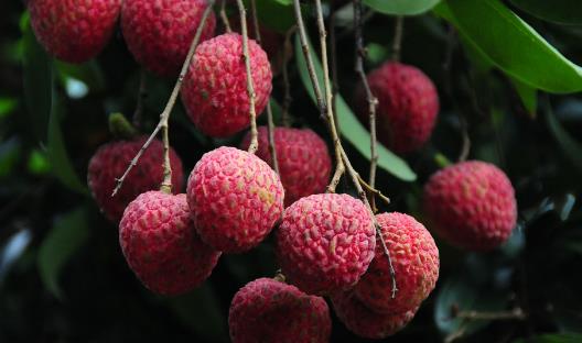 增城荔枝什么時候成熟?增城荔枝成熟季節